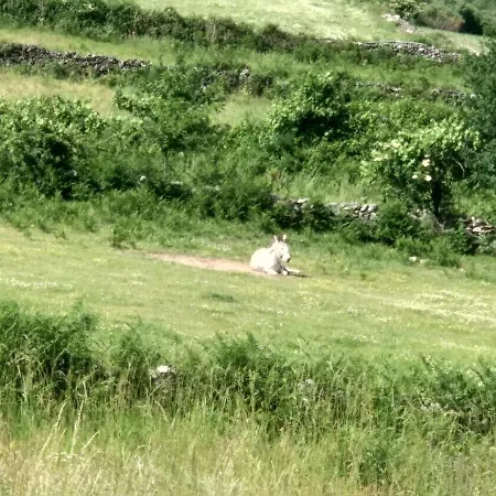 Casa Do Carvalho Casa de Férias