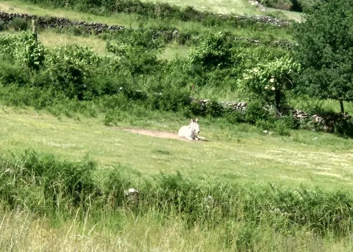 Casa Do Carvalho Holiday home